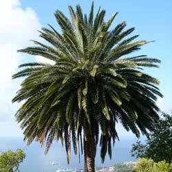 Palmier des Canaries / Phoenix canariensis