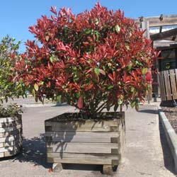 Photinia nain   / Photinia x fraseri 'Nana select'