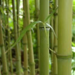 Phyllostachys Atrovaginata 'Green Perfume' / Phyllostachys Atrovaginata 'Green Perfume'