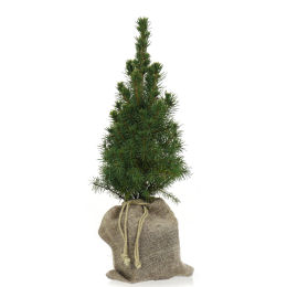 Epic�a Glauca 'Conica'  / Picea glauca conica