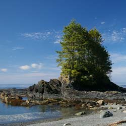 Epic�a de Sitka  / Picea sitchensis