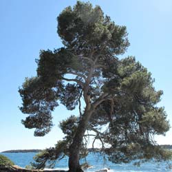 Pin d'Alep / Pinus halepensis