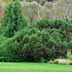 Pin nain pumilio  / Pinus mugo pumilio