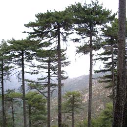 Pin laricio de Corse  / Pinus nigra corsicana