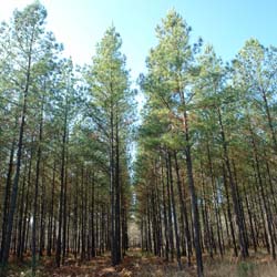 Pin � encens  / Pinus taeda