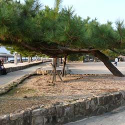 Pin thumbergii  / Pinus thunbergii