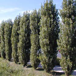 Peuplier noir  environ  / Populus nigra