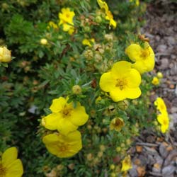Potentille arbustive  / Potentilla fructicosa
