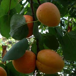 Abricotier 'Hatif de Colomer' / Prunus armeniaca 'Hatif de Colomer'
