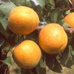 Abricotier 'Bergeron' / Prunus armeniaca