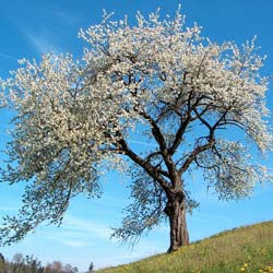 Merisier  / Prunus avium