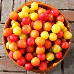 Prunier myrobolan  / Prunus cerasifera
