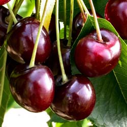 Cerisier Bigarreau Burlat / Prunus cerasus