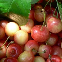 Cerisier Bigarreau Napoleon / Prunus cerasus