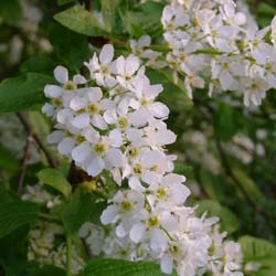 Cerisier � grappes   / Prunus padus