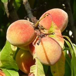 Pêcher de vigne ‘Roussane’ / Prunus persica ‘Roussane’ PV C12L