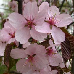 Cerisier de Sargent   / Prunus sargentii