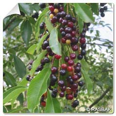 Cerisier noir  environ   / Prunus serotina