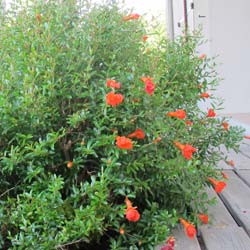 Grenadier nain  environ  / Punica granatum nana