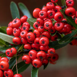 Buisson ardent Jaune 'Cadaune'  / Pyracantha Saphyr Jaune 'Cadaune'