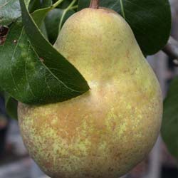 Poirier 'Beurré hardy' / Pyrus communis 'Beurré hardy'