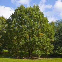 Ch�ne bicolore  / Quercus bicolor