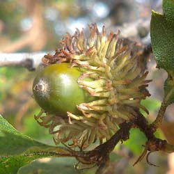 Ch�ne chevelu     / Quercus cerris