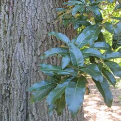 Ch�ne � feuilles de laurier   / Quercus imbricaria