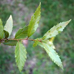 Ch�ne lanata   / Quercus lanata