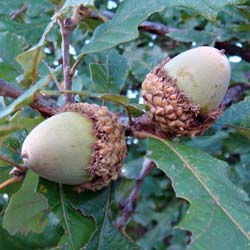 Ch�ne � gros glands  / Quercus macrocarpa