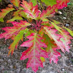 Ch�ne rouge d'Am�rique    / Quercus rubra