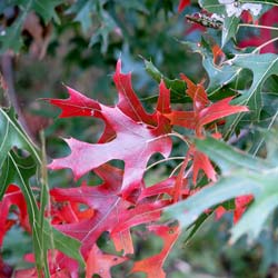 Ch�ne de Shumard  / Quercus shumardii