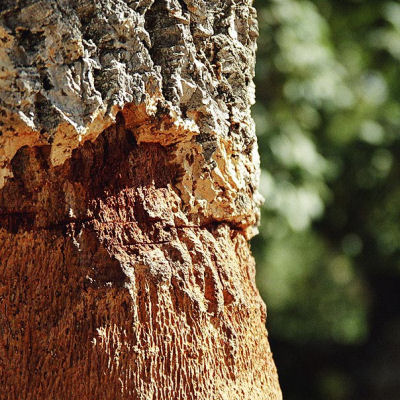 Ch�ne li�ge  / Quercus suber