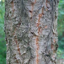 Ch�ne li�ge de Chine   / Quercus variabilis