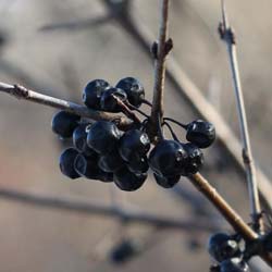 Nerprun purgatif   / Rhamnus cathartica