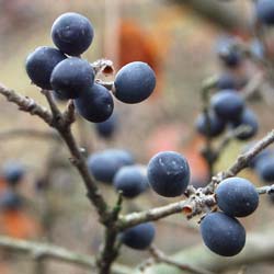Bourdaine / Rhamnus frangula