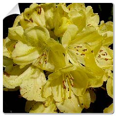 Rhodo hybride 'Belkanto' / Rhododendron 'Belkanto'