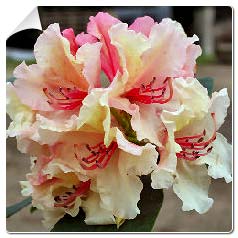 Rhodo hybride 'Brazilia' / Rhododendron 'Brazilia'