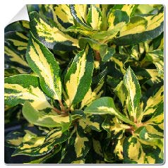 Rhodo hybride 'Goldfinger' / Rhododendron 'Goldfinger'