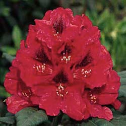 Rhodo hybride 'Lord Robert'  / Rhododendron 'Lord Robert'