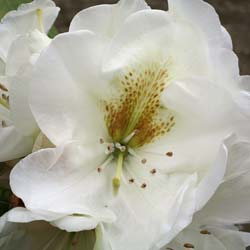 Rhodo hybride 'Phyllis Corn'  / Rhododendron 'Phyllis Corn'