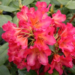 Rhodo hybride 'Golden Gate'  / Rhododendron 'Golden Gate'