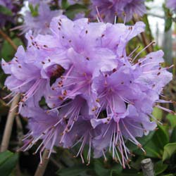 Rhodo hybride 'Penheal Blue'  / Rhododendron 'Penheale Blue'