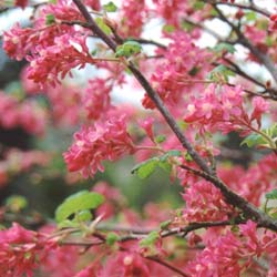 Groseillier � fleurs 'Pulborough Scarlet'  / Ribes sanguineum 'Pulborough Scarlet'