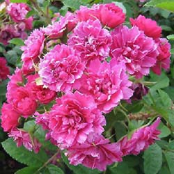 Rosier 'Grootendorst Suprême' / Rosa 'Grootendorst Suprême'
