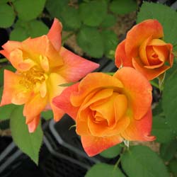 Rosier 'Joseph's Coat' / Rosa 'Joseph's Coat'