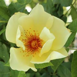 Rosier 'Mermaid'  / Rosa 'Mermaid'