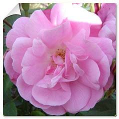 Rosier 'Old Blush'  / Rosa 'Old Blush'