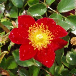 Rosier 'Red Velvet' / Rosa 'Red Velvet'