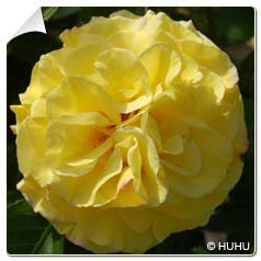 Rosier 'Reine Luccia'   / Rosa 'Reine Luccia'